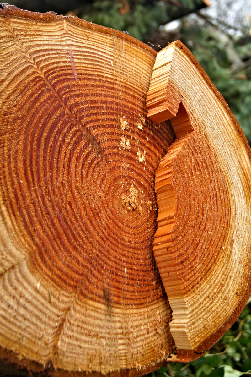 certificazione-fsc-scegliere-il-legno-fa-bene-alla-foresta